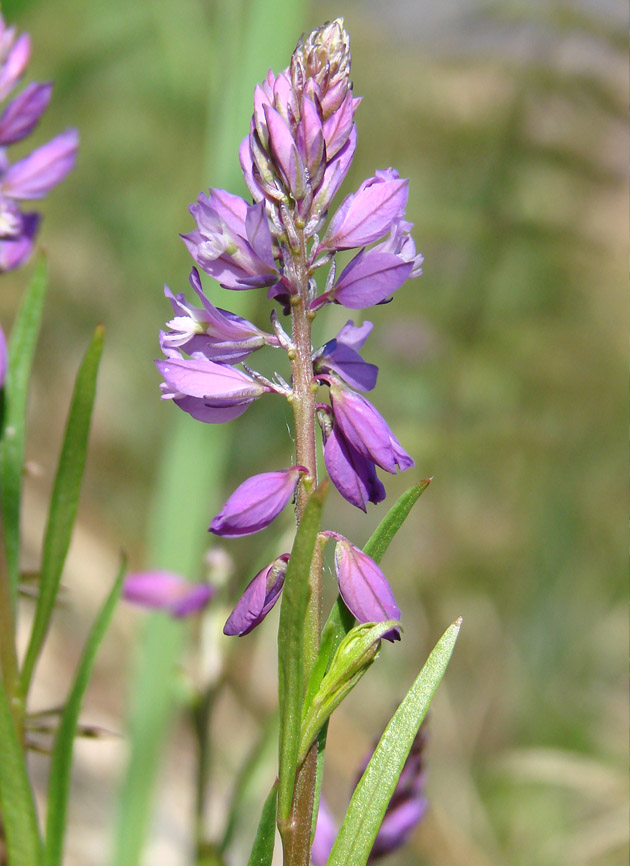 Изображение особи Polygala hybrida.