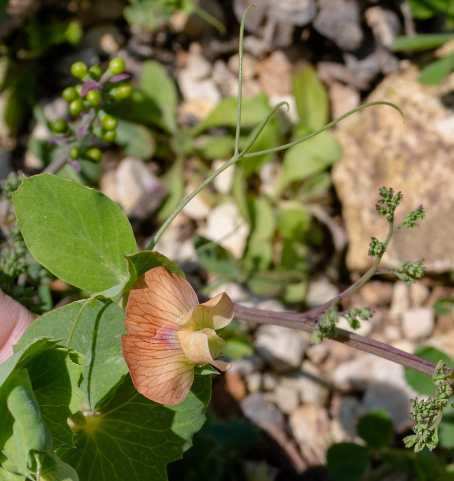 Изображение особи Lathyrus fulvus.