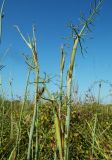 Foeniculum vulgare