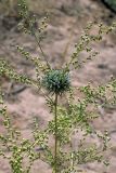 Artemisia scoparia