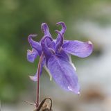 Aquilegia olympica