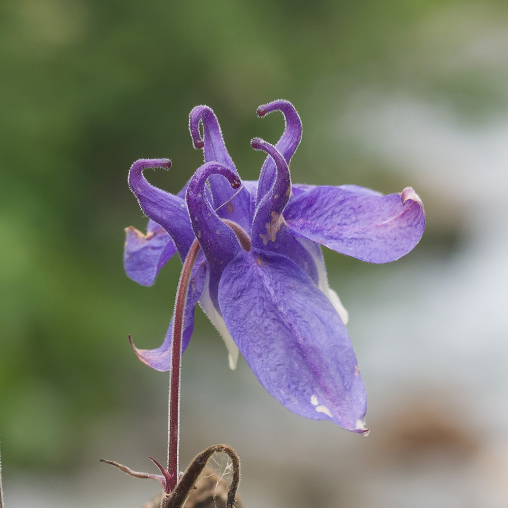 Image of Aquilegia olympica specimen.