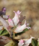 Cuscuta lehmanniana