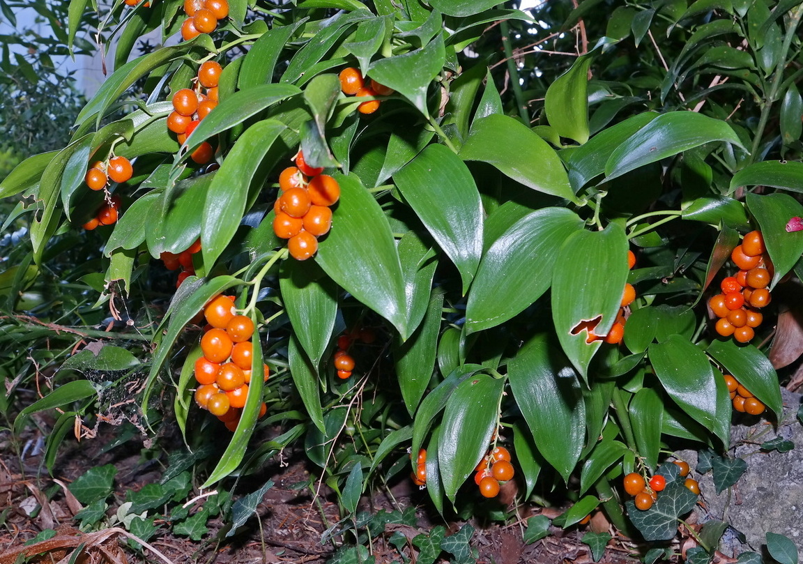 Image of Danae racemosa specimen.