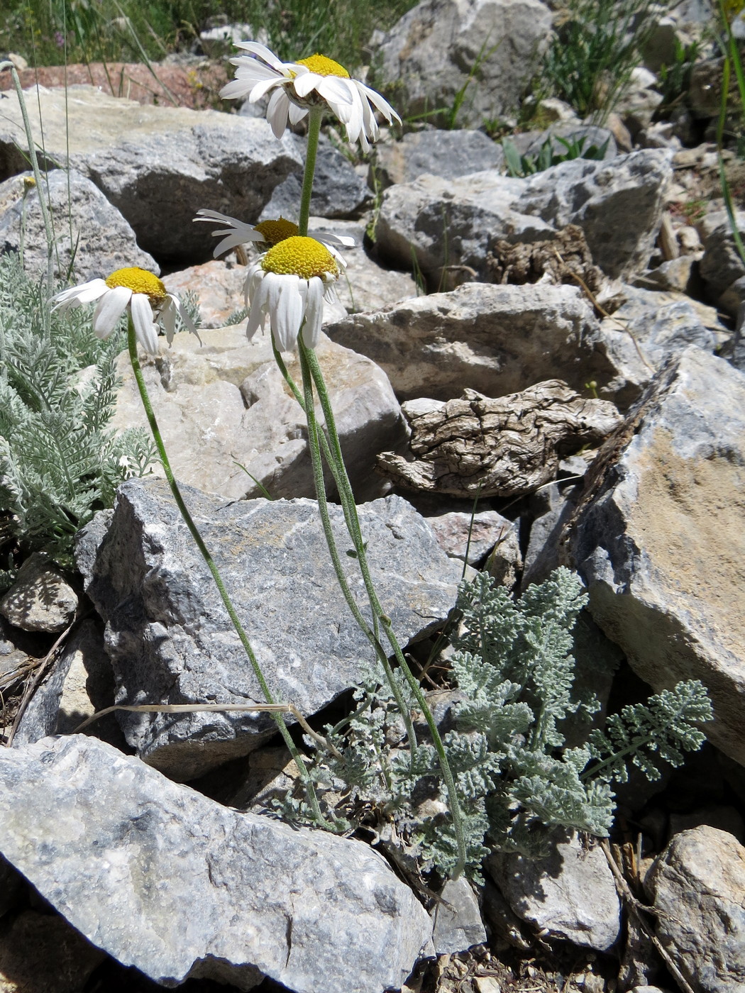 Image of Richteria pyrethroides specimen.