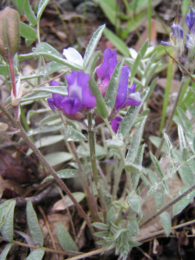 Image of Oxytropis exserta specimen.