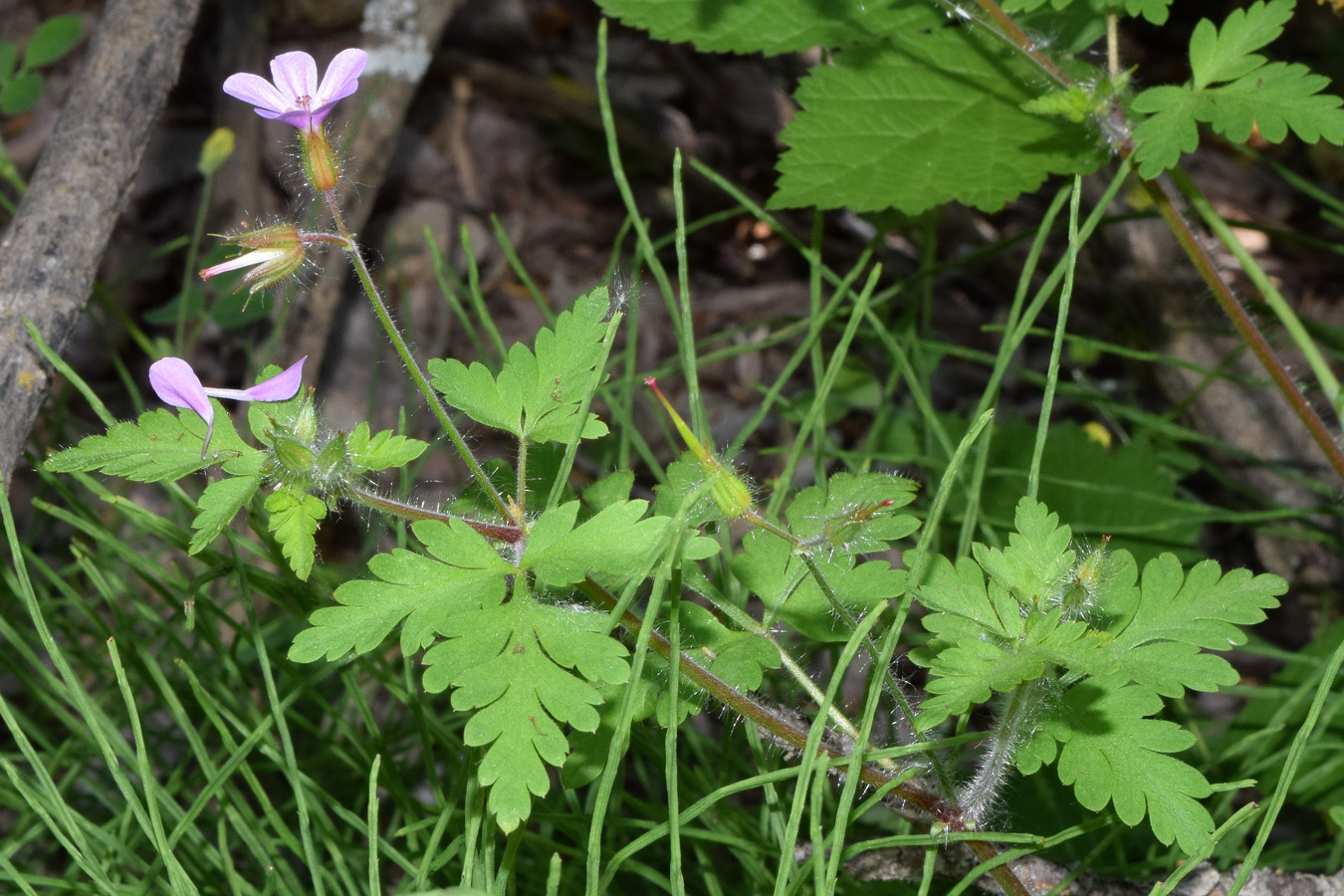 Image of Geranium robertianum specimen.