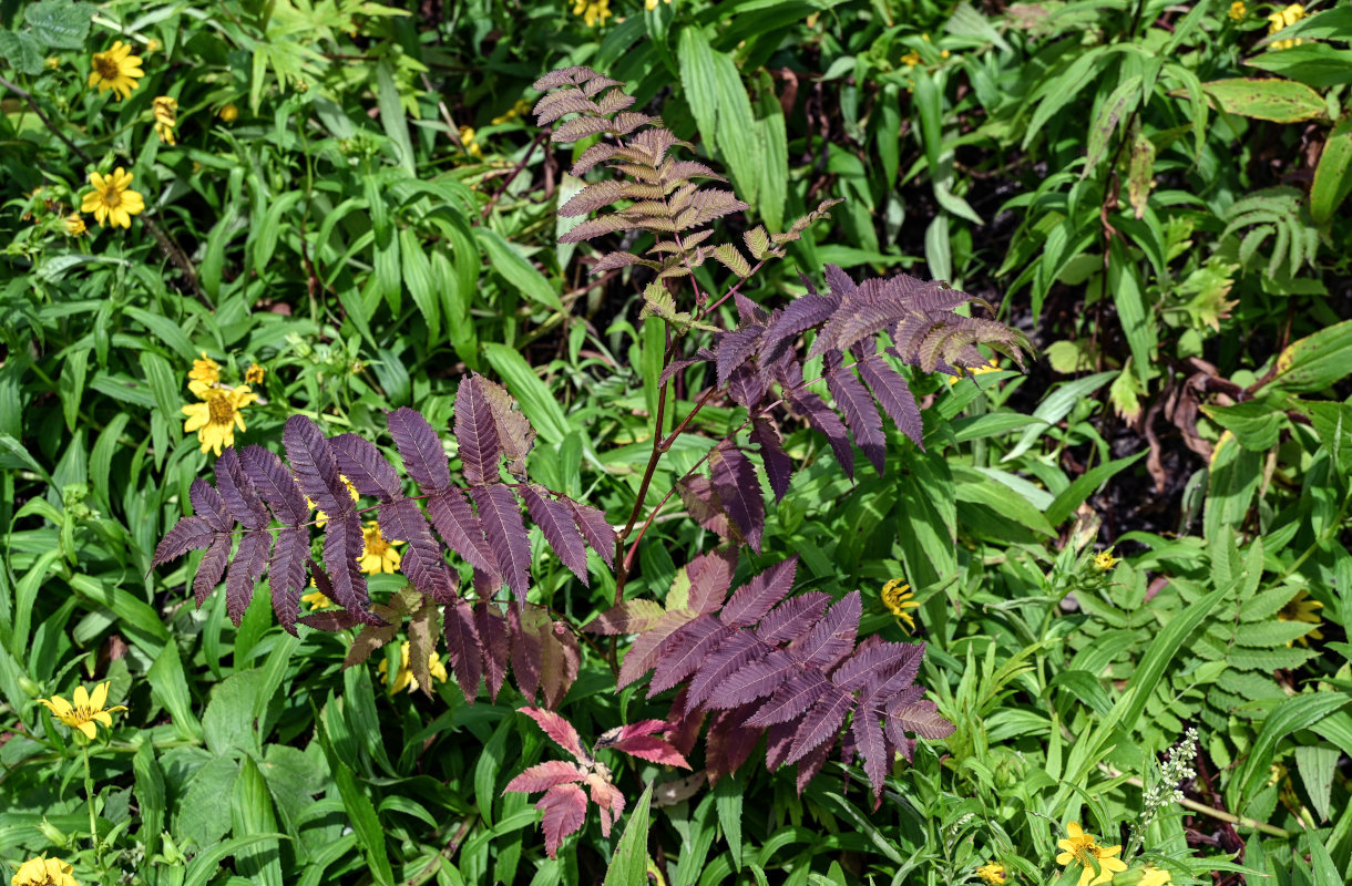 Image of Sorbaria sorbifolia specimen.