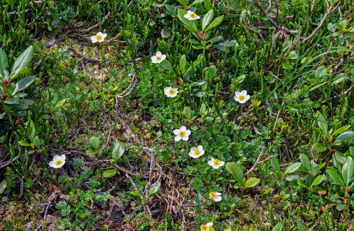 Image of Sieversia pusilla specimen.