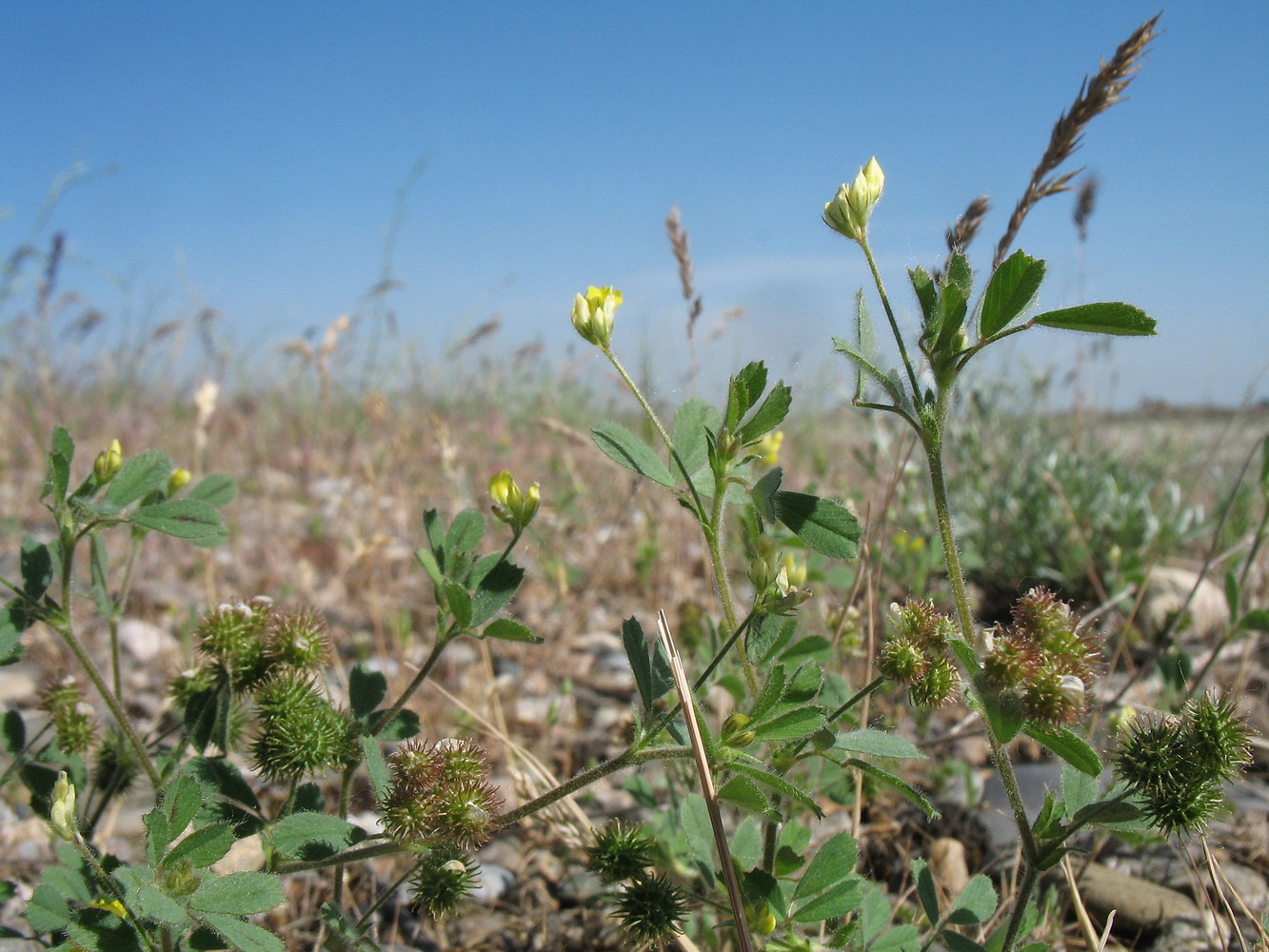 Image of Medicago minima specimen.