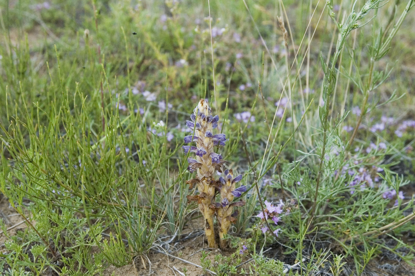 Image of Orobanche coerulescens specimen.