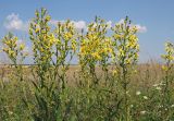 Senecio paucifolius. Верхние части цветущих и плодоносящих растений. Ульяновская обл., Мелекесский р-н, окр. дер. Куликовка, пойменный луг с участками засоления. 07.08.2022.