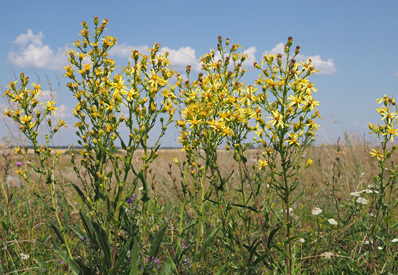 Изображение особи Senecio paucifolius.