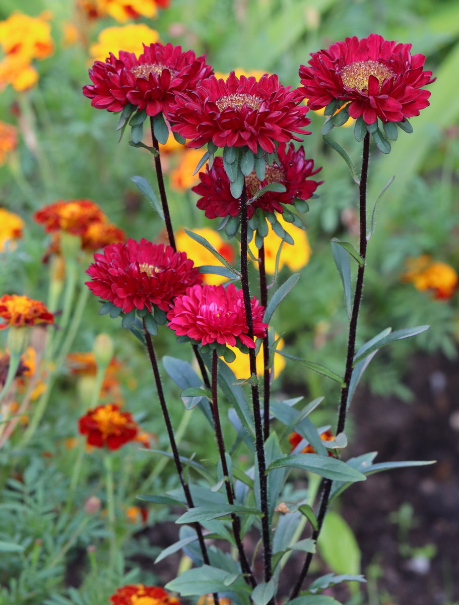 Изображение особи Callistephus chinensis.