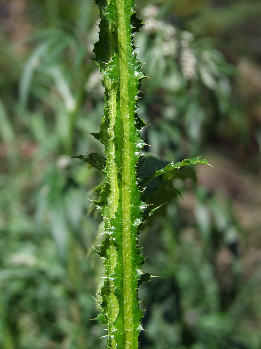 Image of Carduus crispus specimen.