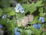 Myosotis sylvatica. Соцветия. Владимирская обл., окр. г. Александров, сосновый бор. 10.06.2022.