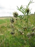 Astragalus suffruticosus