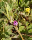 Vicia lathyroides. Верхушка цветущего растения. Крым, г/о Феодосия, Енишарские горы, степной склон. 21 апреля 2021 г.