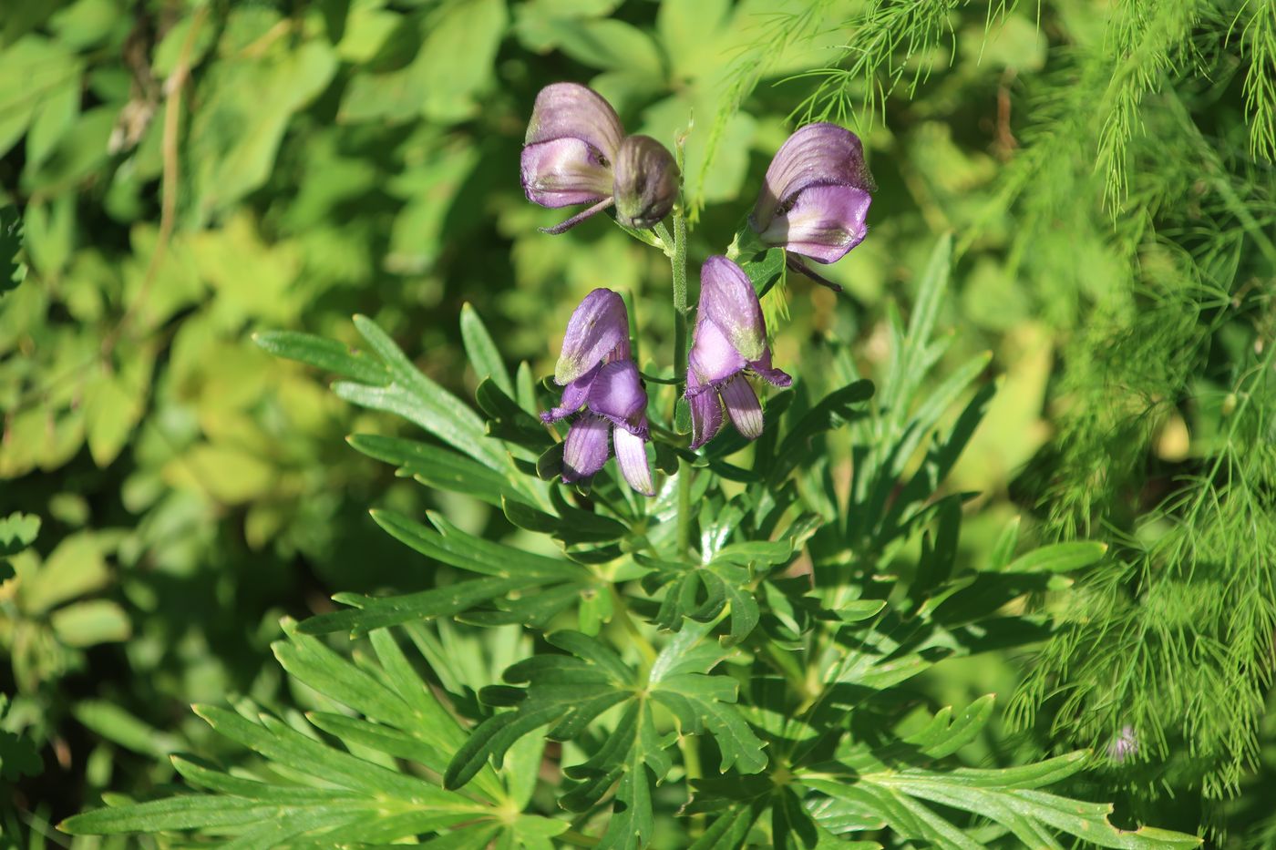 Image of Aconitum napellus specimen.