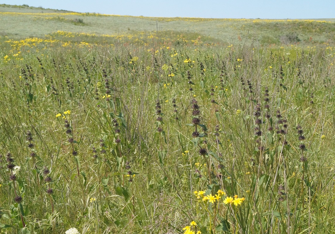 Изображение особи Phlomoides hybrida.