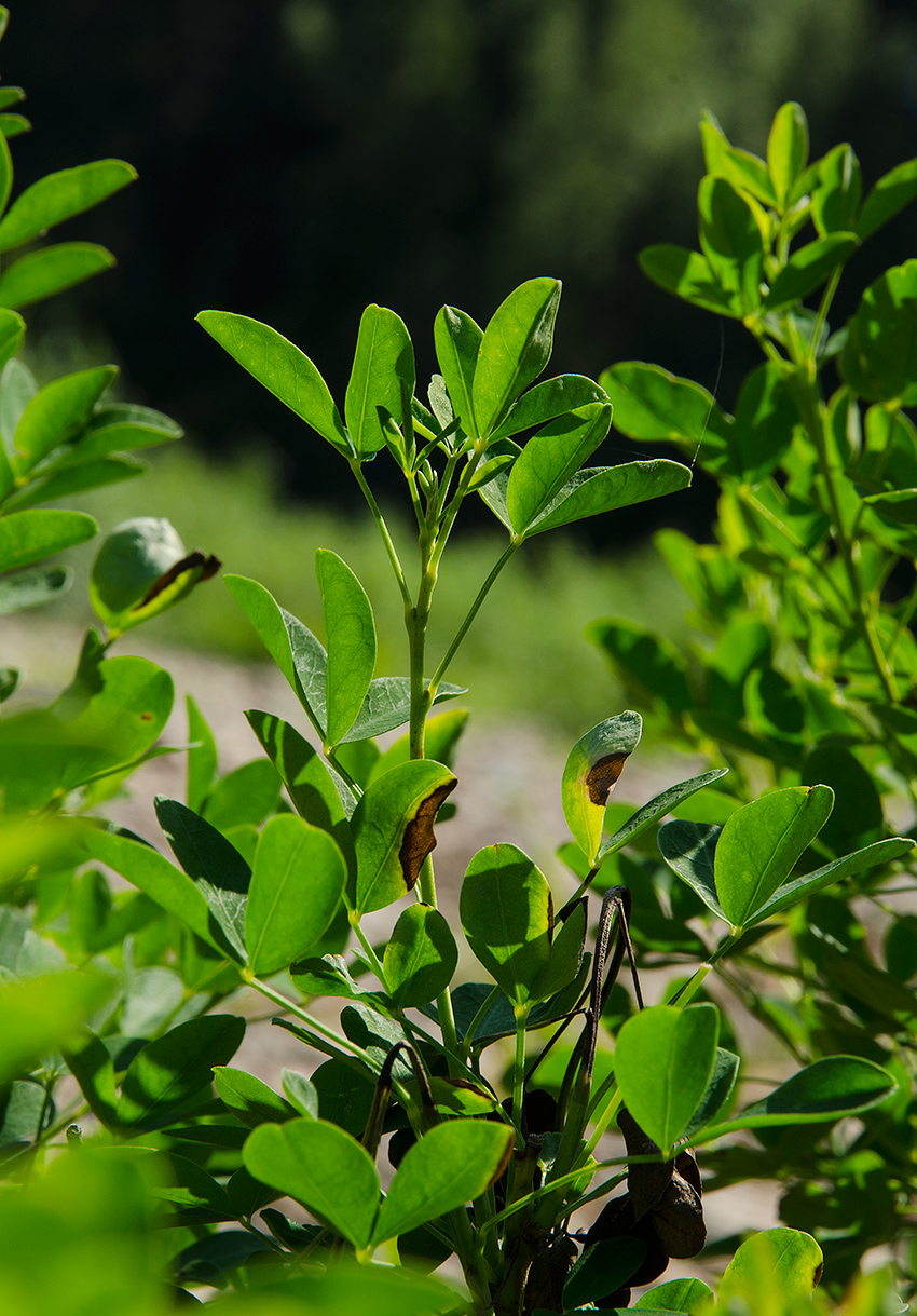 Изображение особи Chamaecytisus ruthenicus.