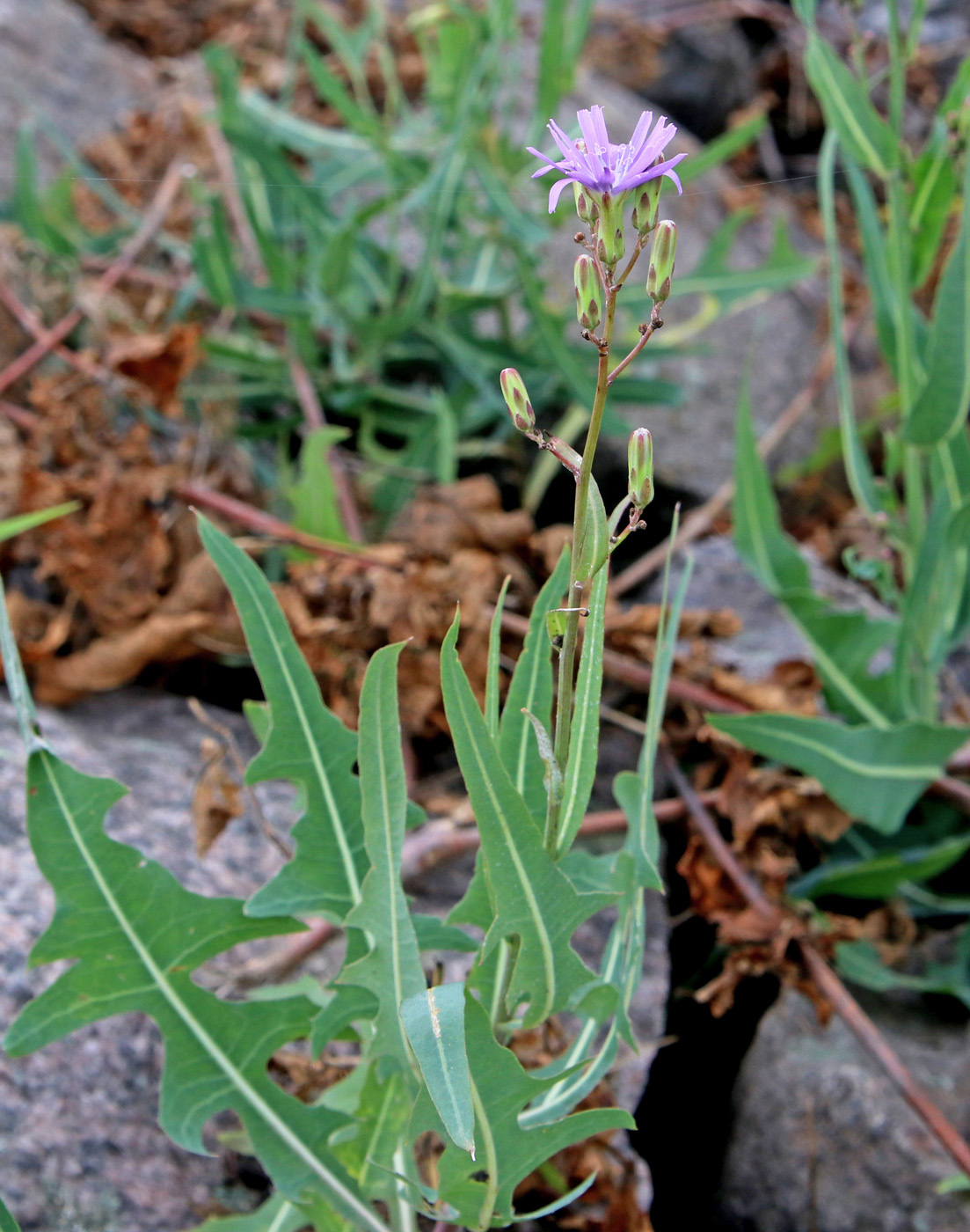 Image of Lactuca tatarica specimen.