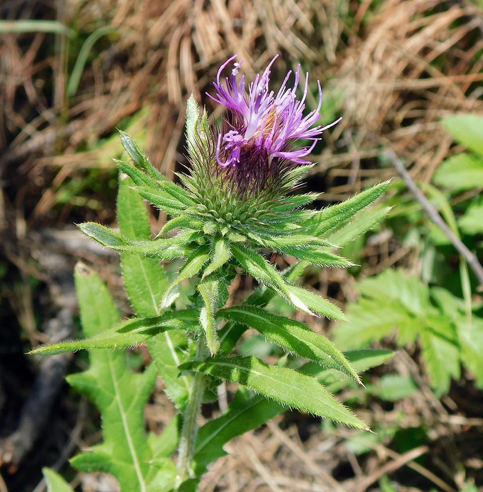 Image of Cirsium euxinum specimen.
