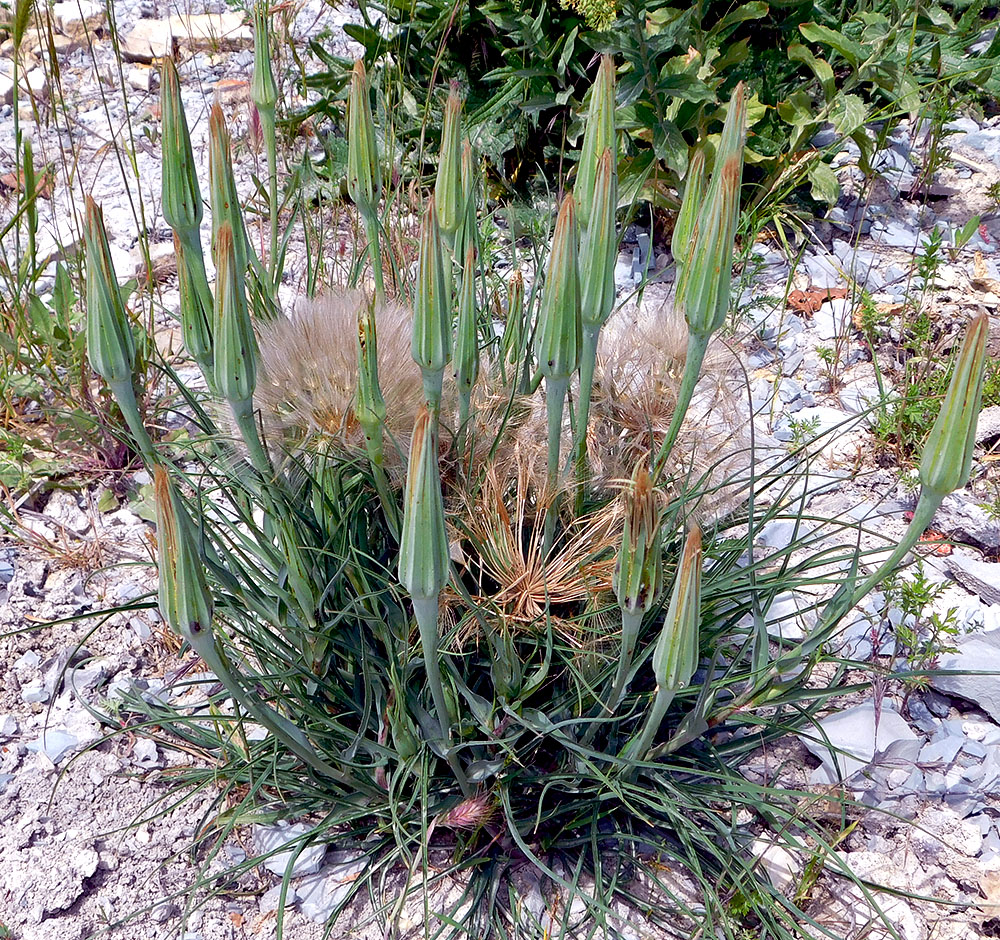 Изображение особи Tragopogon dubius.