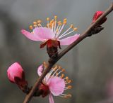 Armeniaca sibirica