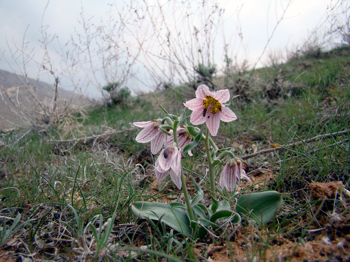 Image of Rhinopetalum karelinii specimen.