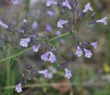 Clinopodium vardarense