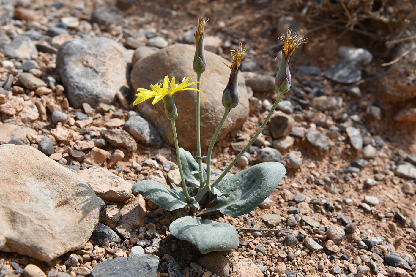 Image of Scorzonera ovata specimen.