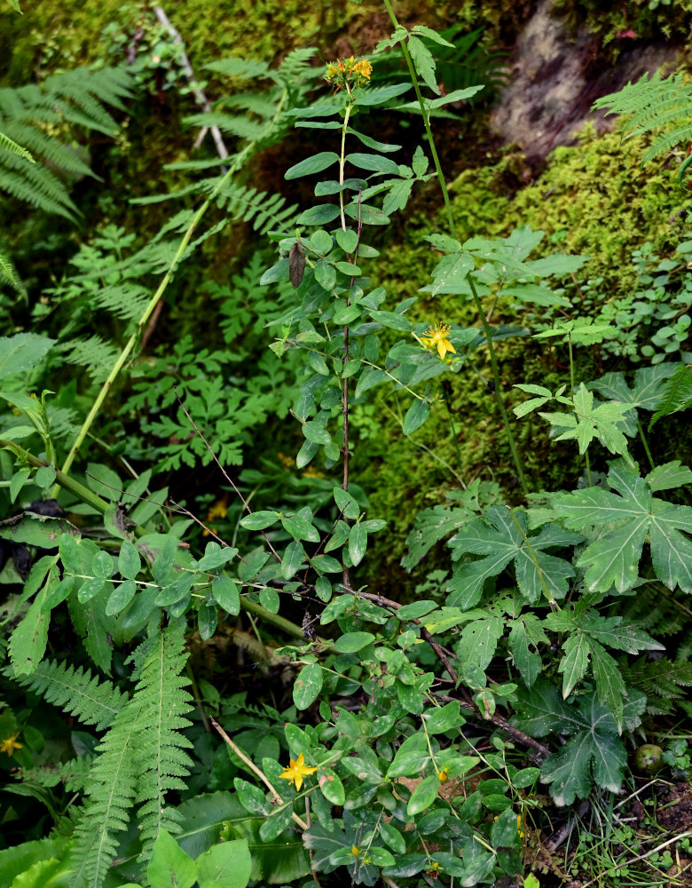 Изображение особи Hypericum xylosteifolium.