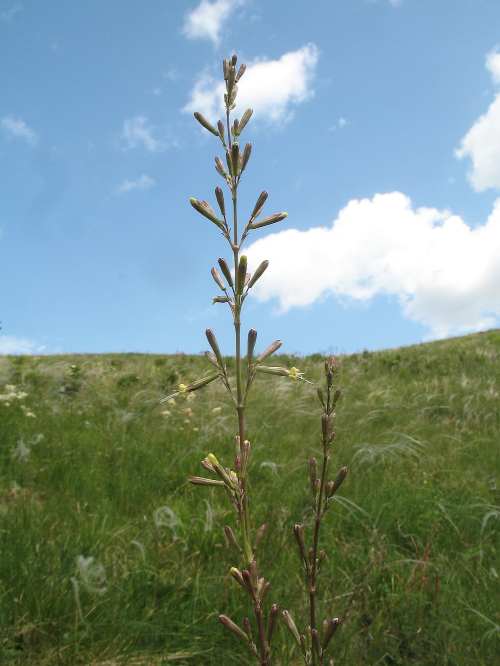 Изображение особи Silene viscosa.