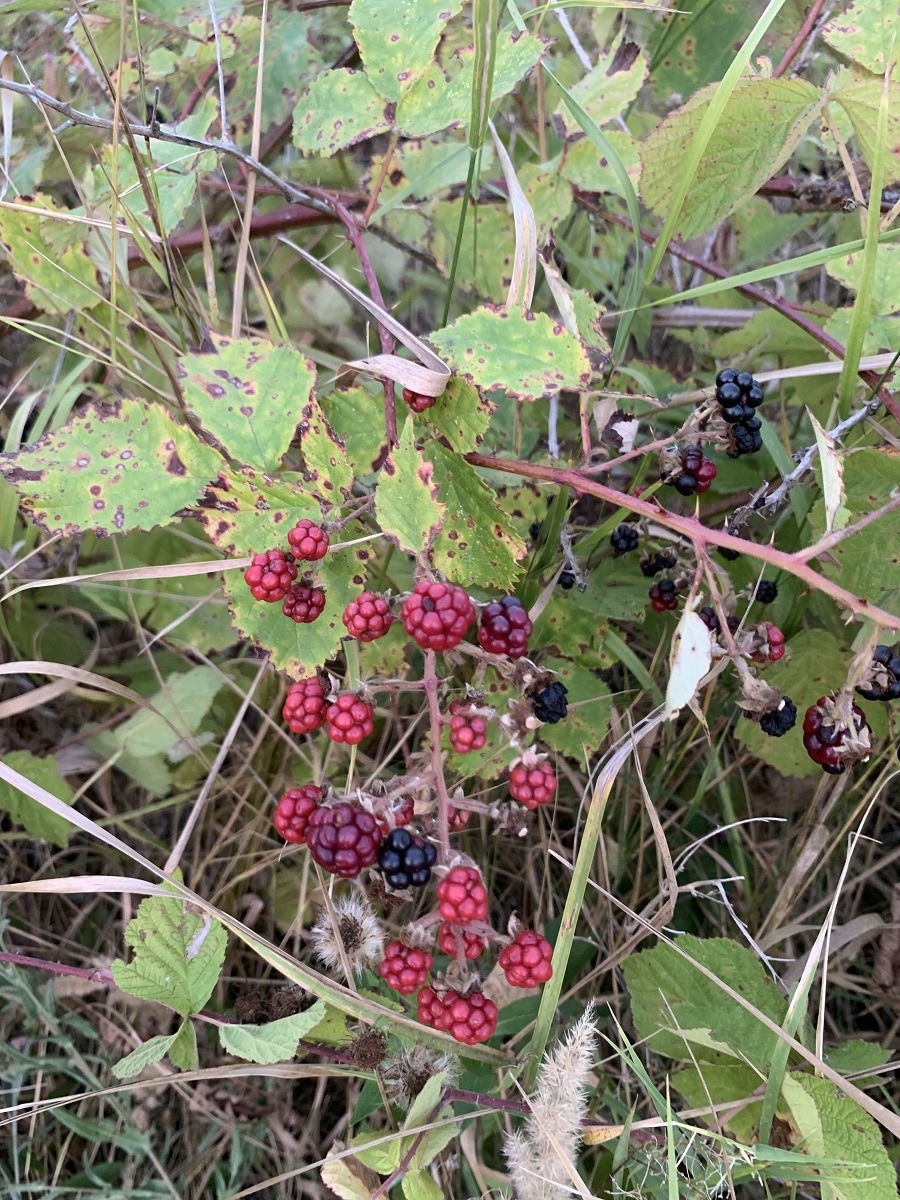 Изображение особи род Rubus.