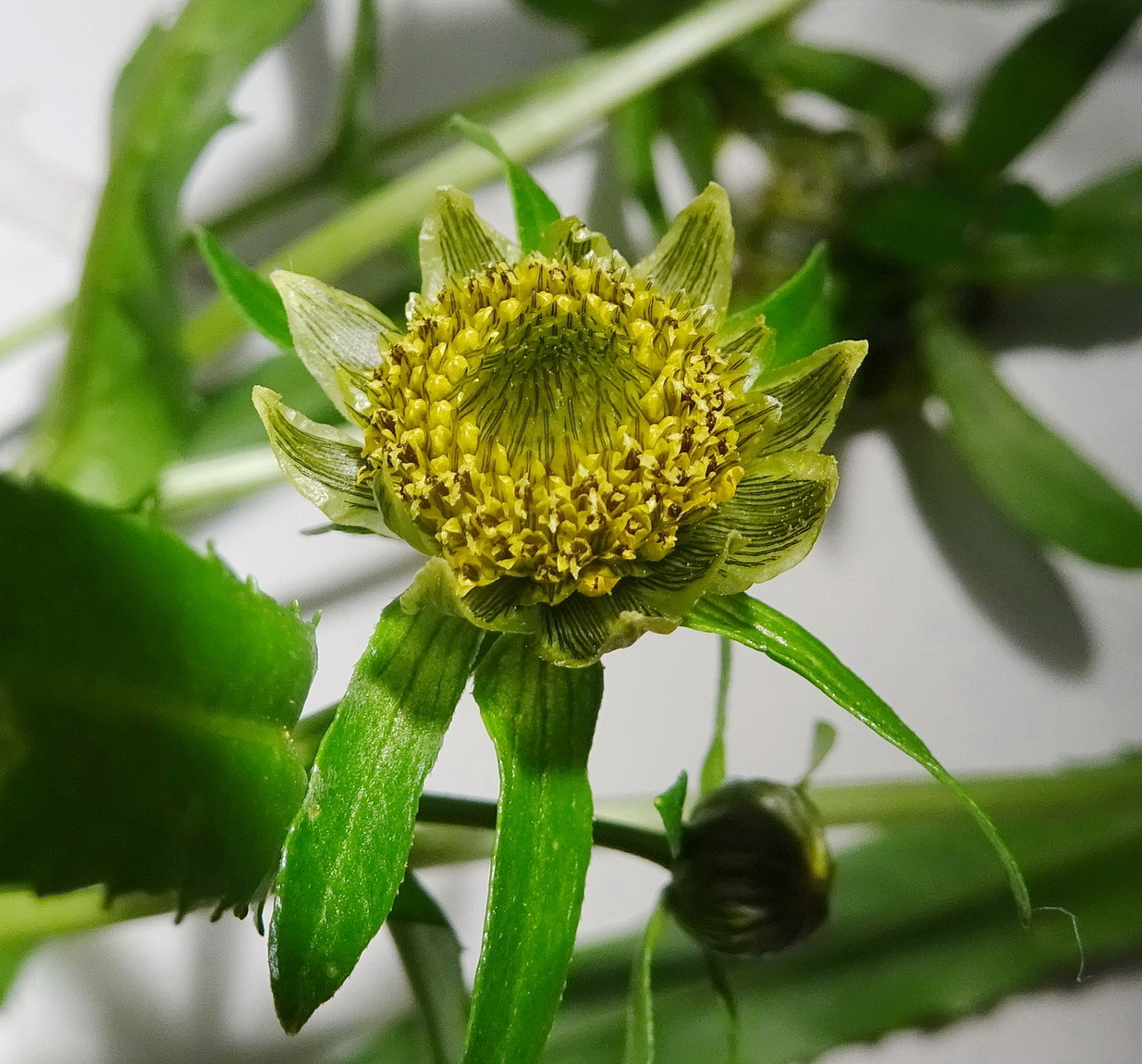 Image of Bidens cernua specimen.