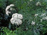 Sambucus nigra форма laciniata. Ветви с соцветиями. Владивосток, Ботанический сад-институт ДВО РАН. 19 июля 2009 г.