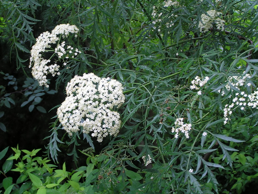 Изображение особи Sambucus nigra f. laciniata.