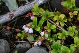 Vaccinium vitis-idaea. Верхушки цветущих растений. Красноярский край, Таймырский Долгано-Ненецкий р-н, плато Путорана, устье р. Кутарамакан, опушка смешанного леса. 23.07.2023.