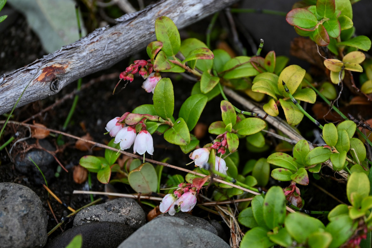 Image of Vaccinium vitis-idaea specimen.