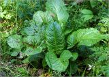 Rumex obtusifolius