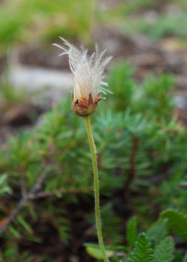 Изображение особи Dryas punctata.