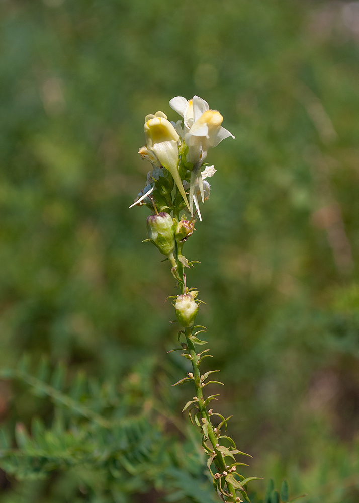 Изображение особи Linaria acutiloba.