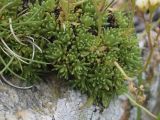 Saxifraga moschata