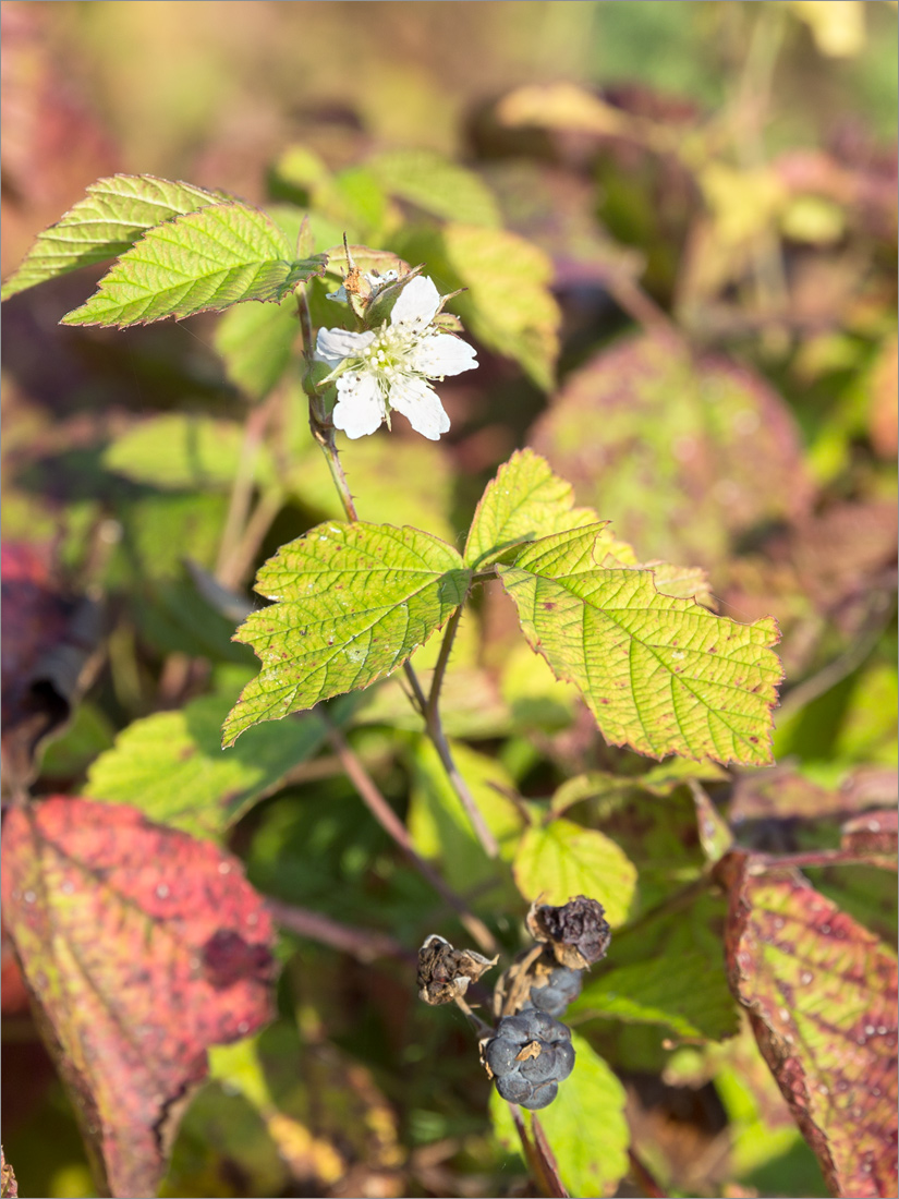 Изображение особи Rubus caesius.