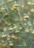 Artemisia jacutica. Соцветия-корзинки. Республика Саха (Якутия), г. Якутск, на берегу протоки. 02.08.2023.