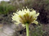 Cephalaria uralensis. Соцветие (вид со стороны обёртки). Волгоградская обл., Ольховский р-н, окр. с. Захаровка, меловой склон. 16.07.2022.