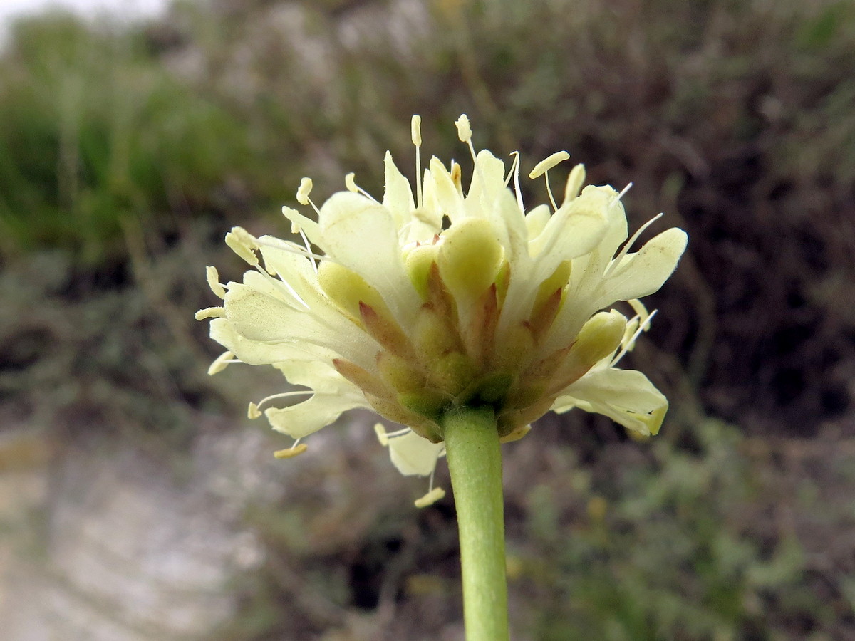 Изображение особи Cephalaria uralensis.