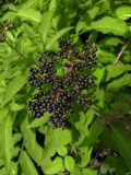 Sambucus ebulus. Соплодие. Краснодарский край, городской округ Сочи, Центральный р-н, Мамайский лесопарк, смешанный лес. 12.09.2021.