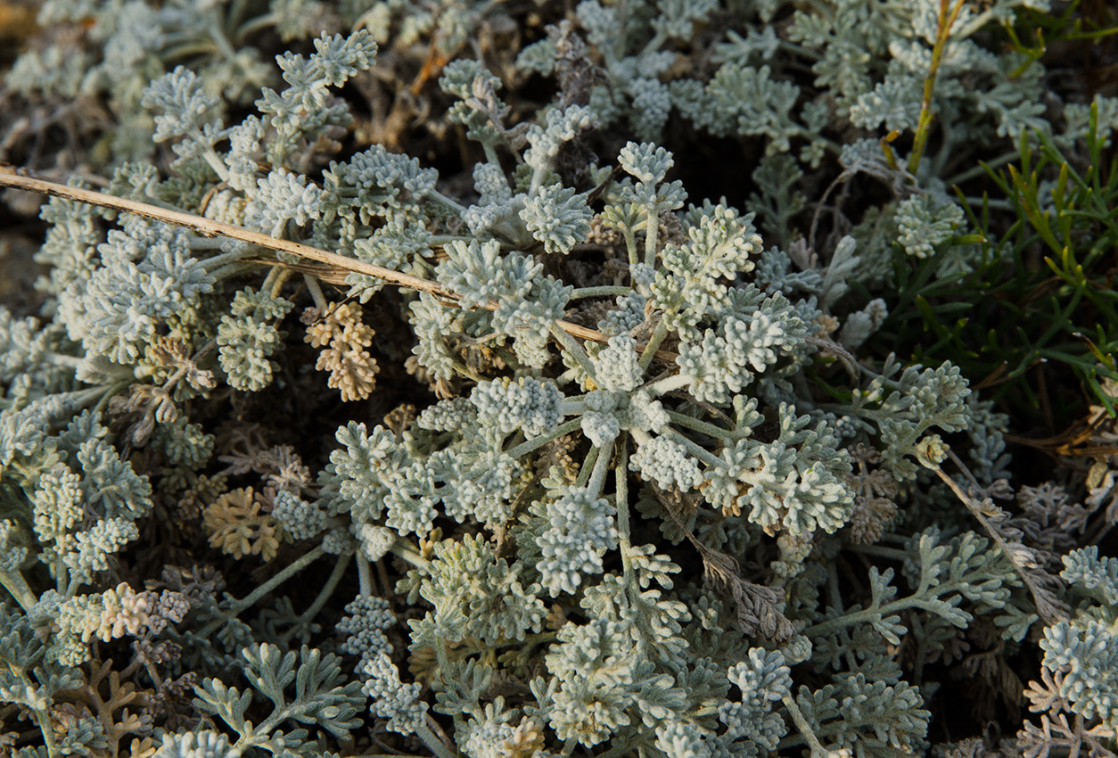 Image of genus Artemisia specimen.